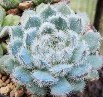 Эхеверия Сетоза Рунделли - Echeveria Setosa x Rundelli, Эхеверия щетинистая