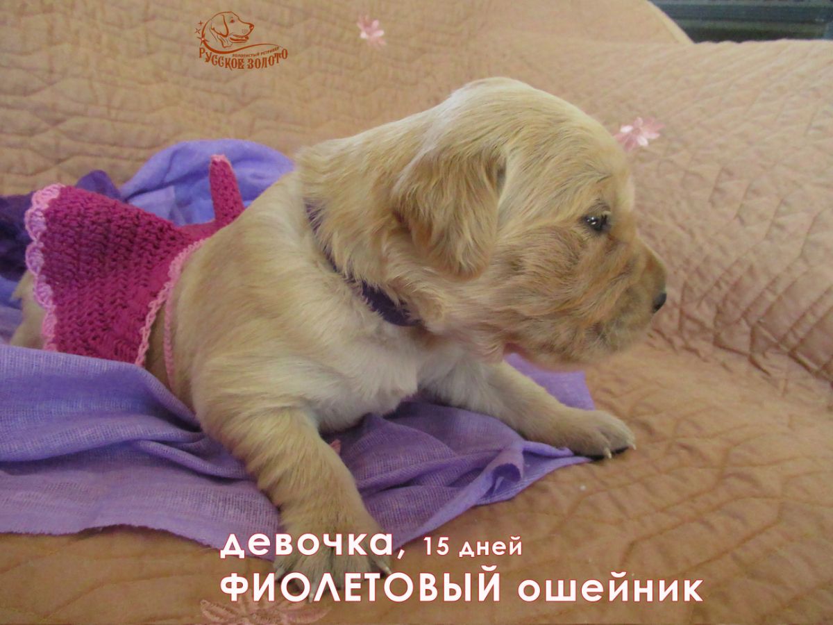 РЗ Перси Персона Грата, девочка фиолетовый ошейничек, 15 дней