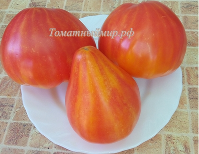 Томат Помаранч (Pomaranch)