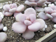 Pachyphytum Pink