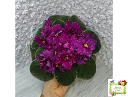 РМ-Финикийская Принцесса (Н. Скорнякова) 2023 г.