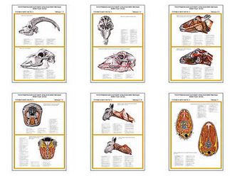 Плакаты ПРОФТЕХ "Топограф. анатомия. Коза. Голова и шея" (6 пл, винил, 70х100)