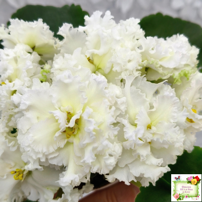 АВ-Легенда о Золотой Луне (Фиалковод) 2023 г.