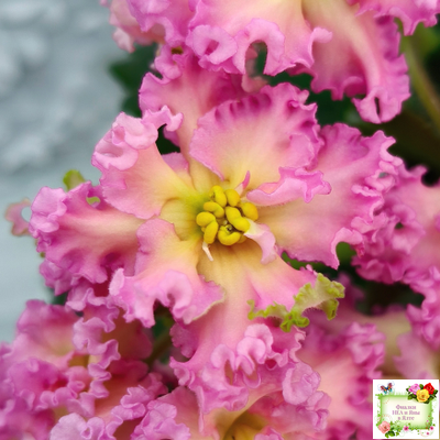 РМ-Богиня Солнца (Н. Скорнякова) 2019 г.