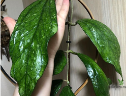 Hoya sp. Germany (sp.18) from Pa-La-U water fall Thailand