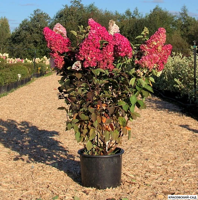 Гортензия Фрайс Мельба - Fraise Melba
