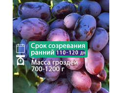 Алвика (новые технологии)