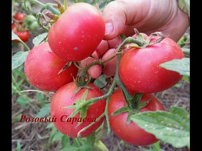 Томат Розовый Сараева