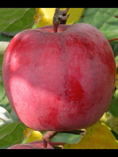 Первенец Ртищева (яблоня)