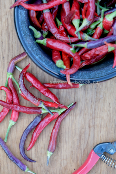 Перец острый Dreamcatcher White x TMHL, 10 шт