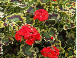 Пеларгония Mrs Pollock