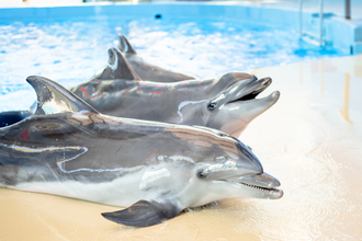 Дельфинарий в парке Ривьера