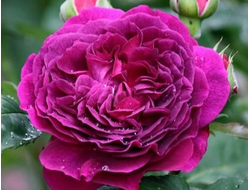 Пёпл лодж. (Purple Lodge). шраб.