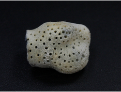 Коралл голубой Акори, Австралия (21*17*15 мм, 2,8 мм) №24728