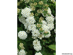 Спирея вангутта купить в интернет-магазине красовский-сад.рф