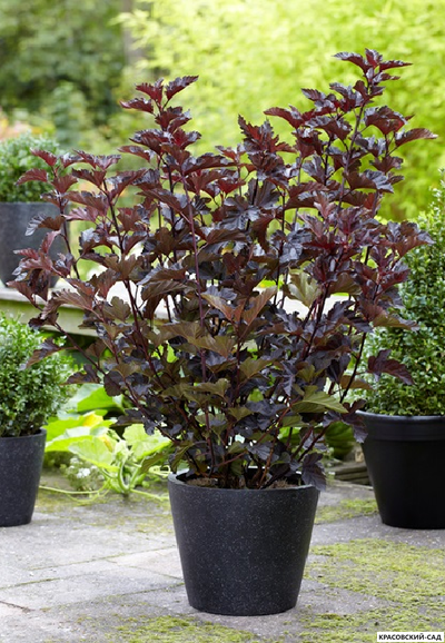 Пузыреплодник калинолистный Миднайт