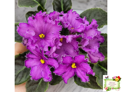 НК-Императорский Сад (Н.Козак) 2019 г. (лонг листва)