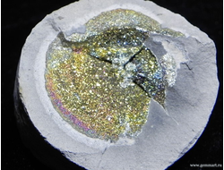 Пирит, "спектропирит", в полости конкреции. Россия. 59*57*28мм