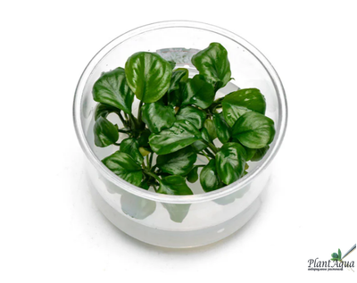 Анубиас Бартери круглолистный (Golden Coin) меристемный АЗИЯ