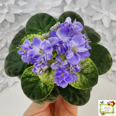 Rob's Wascally Wabbit (R. Robinson) (10983) 05/16/2018