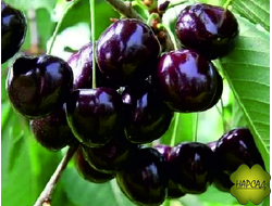 Черешня "Речица" (среднеспелая, саженец 3 года, вырастает до 3 м)