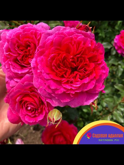 Габриэль ОАК (Gabriel OAK)