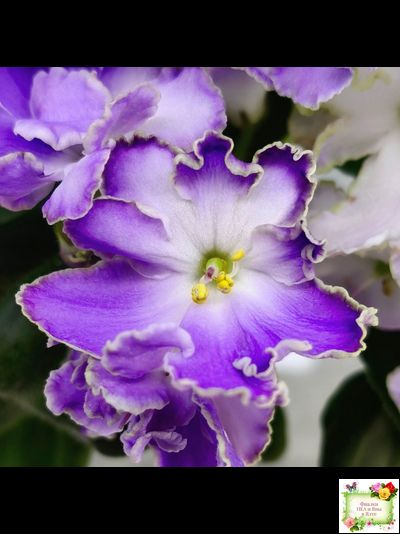 LV-Цветы для Любимого (Л. Шевелева) 2025 г. трейлер (клакамасный лонг)