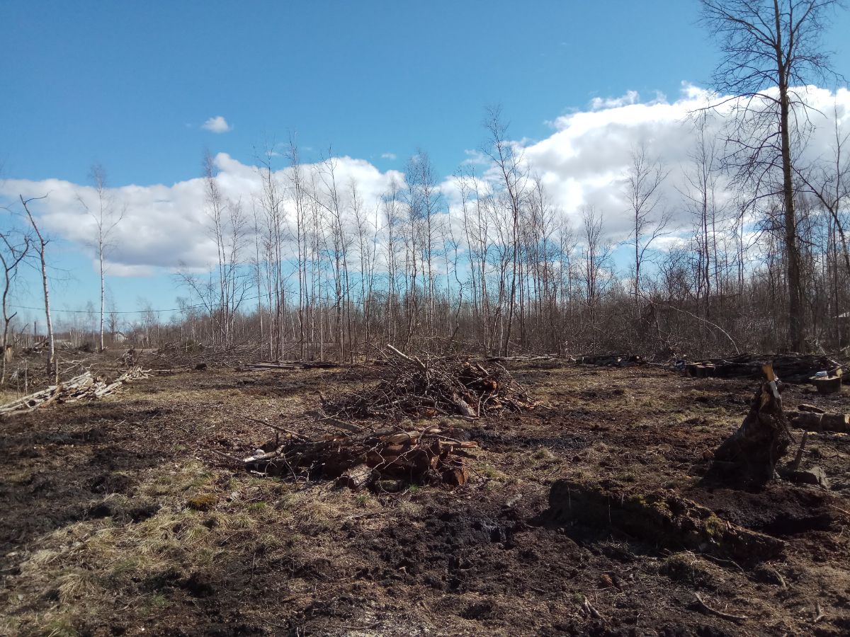 Раскорчевка участка в Луге