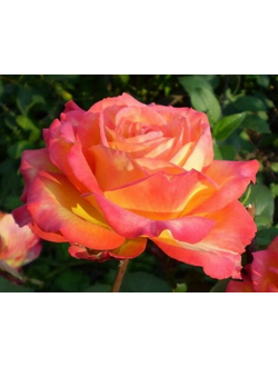 Утопия (Utopia)