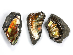 Аммолит, коллекционный образец в ассортименте, Канада (35-40 мм, 10-15 г) №27111