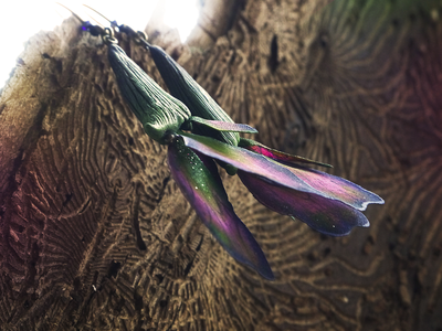 Волшебные серьги "Крылышки Луговых Фей" (необычные серьги в эльфийском стиле)