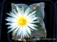 Astrophytum myriostigma v.guadricostatum - 10 семян