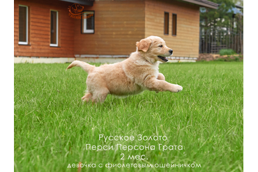 2 месяца. Девочка ФИОЛЕТОВЫЙ ошейничек