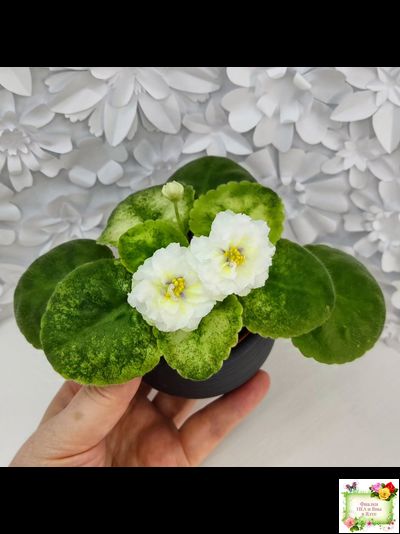 ЛЕ-Золото Нибелунгов Голд  (Е. Лебецкая) 2020 г. (лист укоренённый)