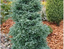 Кипарисовик горохоплодный Boulevard, C2