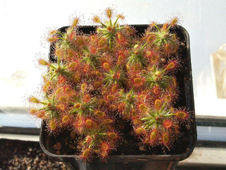 Геммы Drosera Dichrosepala