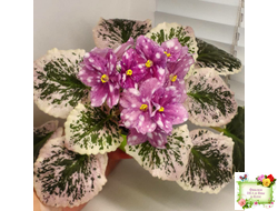 Rivermist Calypso (J. Baker) (10972) 04/13/2018