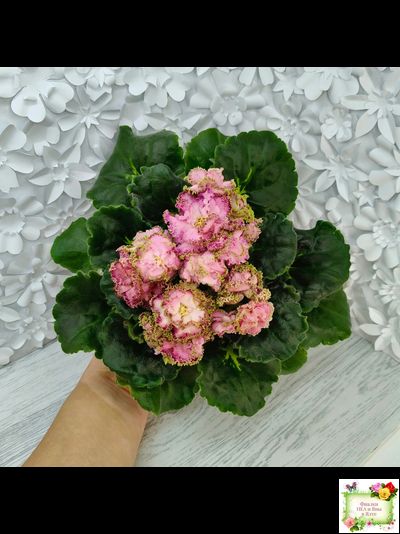 ЛЕ-Медуница (Е. Лебецкая) 2020 г. (сортовая омоложенная розетка)