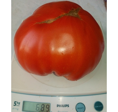 Томат Клара (Klara, Испания)