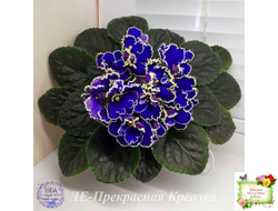 ЛЕ-Прекрасная Креолка (Е. Лебецкая) 2009 г