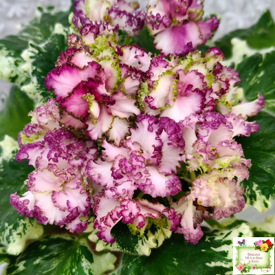 АВ-Буря Эмоций (Фиалковод) 2020 г.