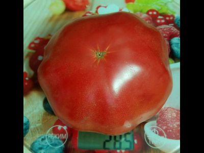 Томат Алтайский розовый