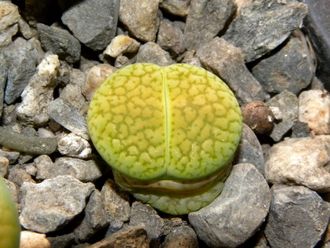 Lithops aucampiae 'Betty's Beryl' (MG-1550.993) D=10 mm