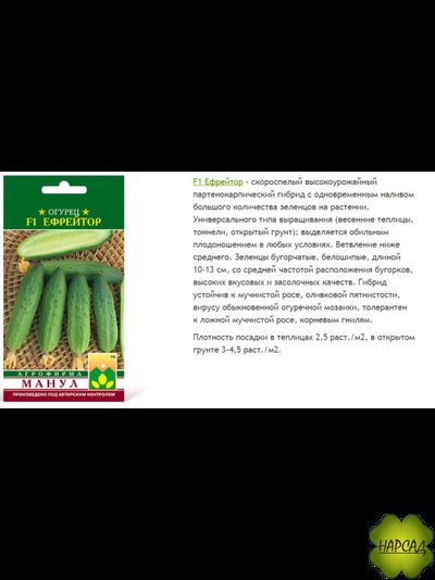 ОГУРЕЦ "ЕФРЕЙТОР F1" (не требует опыления, ВКУСНЫЙ САЛАТНЫЙ)