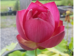 Лотос Ян Янг Тиан (Yan Yang Tian)