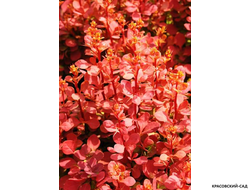 Барбарис Тунберга Orange Sunrise - фото листвы - красовский-сад.рф