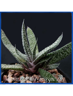 Gasteria carinata v. verrucosa