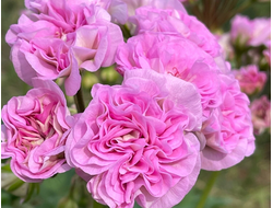 П205 Пеларгония ЮГ Роскошь Лета укорененный черенок