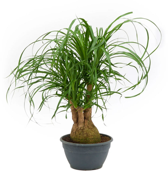 Нолина отогнутая, Beaucarnea recurvata, нолина, бокарнея, слоновья нога ...