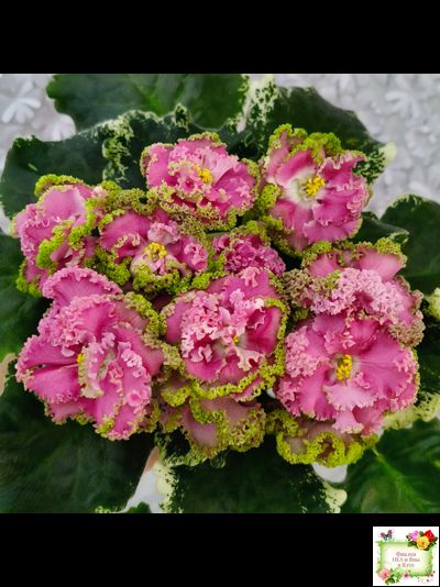 МТ-Яблочные Облака (М. Тотиева) 2023 г.